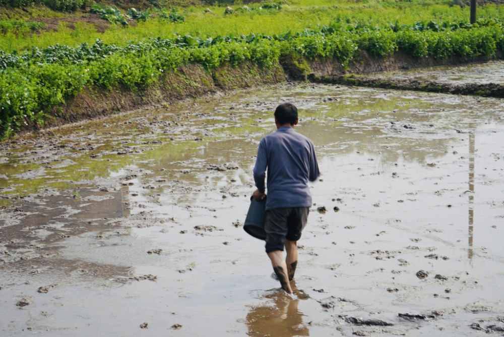 雅龙专合社示范基地内,农民卷起裤腿赤脚走在田里,正在撒播水稻种子.