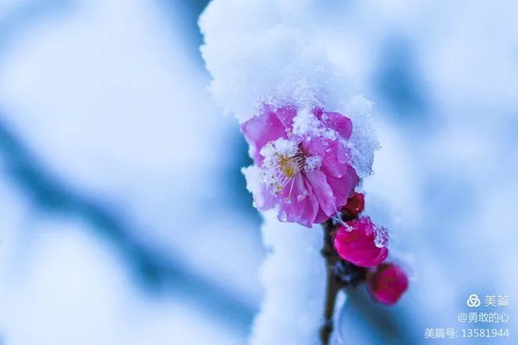 春雪入泥 更护花 翠屏广场 红梅雪里绽放花更艳