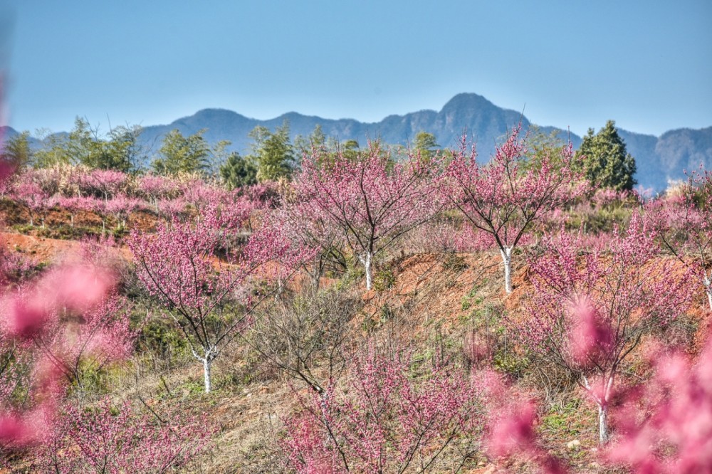 赏皖南梅花,不止歙县卖花渔村,还有宁国万亩树博园