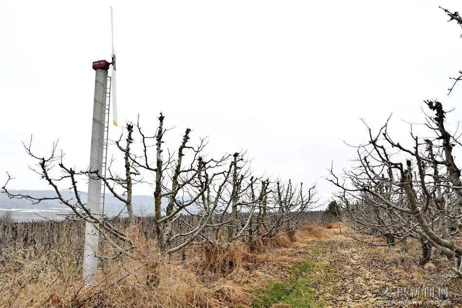 麦积区:防霜冻柴油加热炉成果园防霜冻"守护神"