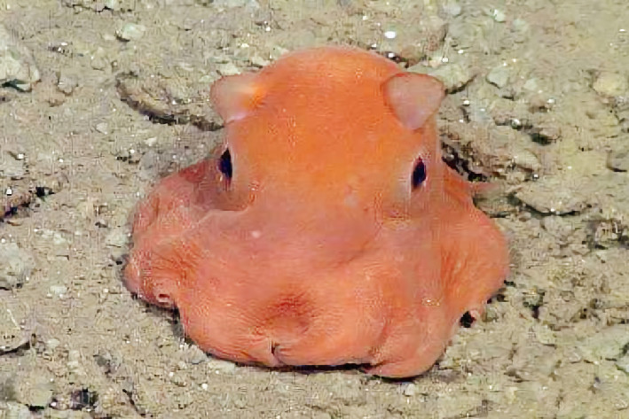 但是今天介绍的主角小飞象章鱼确是深海中的萌宠,长相那么萌的生物既