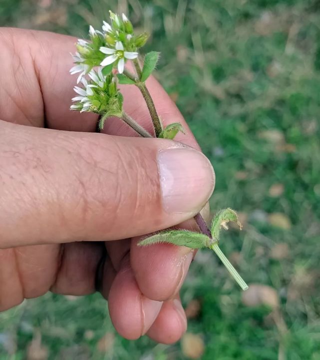 繁缕,不绝如缕