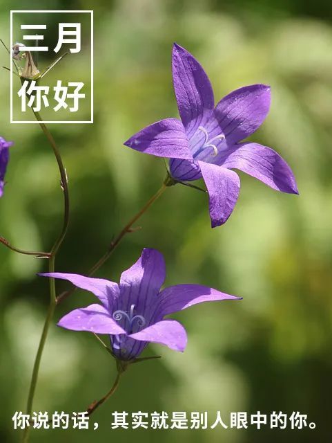 三月早安心语句子三月你好图片请查收