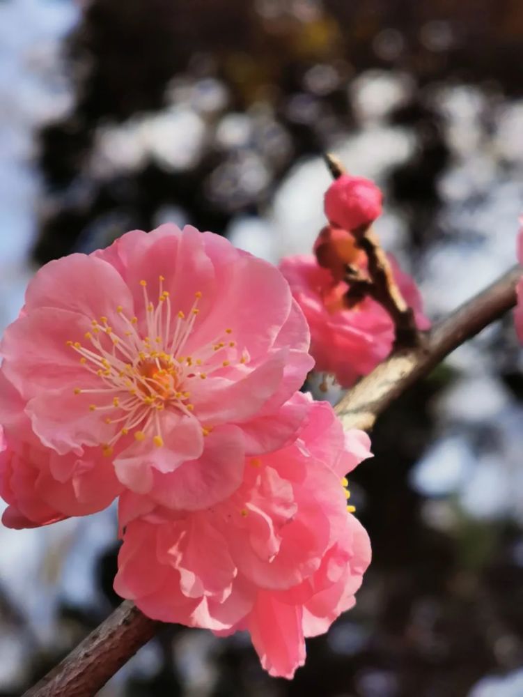 花开三月简谱_三月桃花心中开简谱