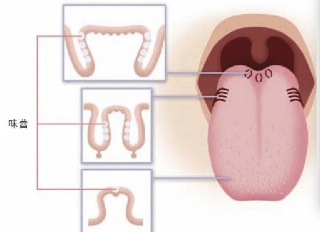 "舌尖尝甜,舌根尝苦"这句话对吗|舌头|味蕾|味觉