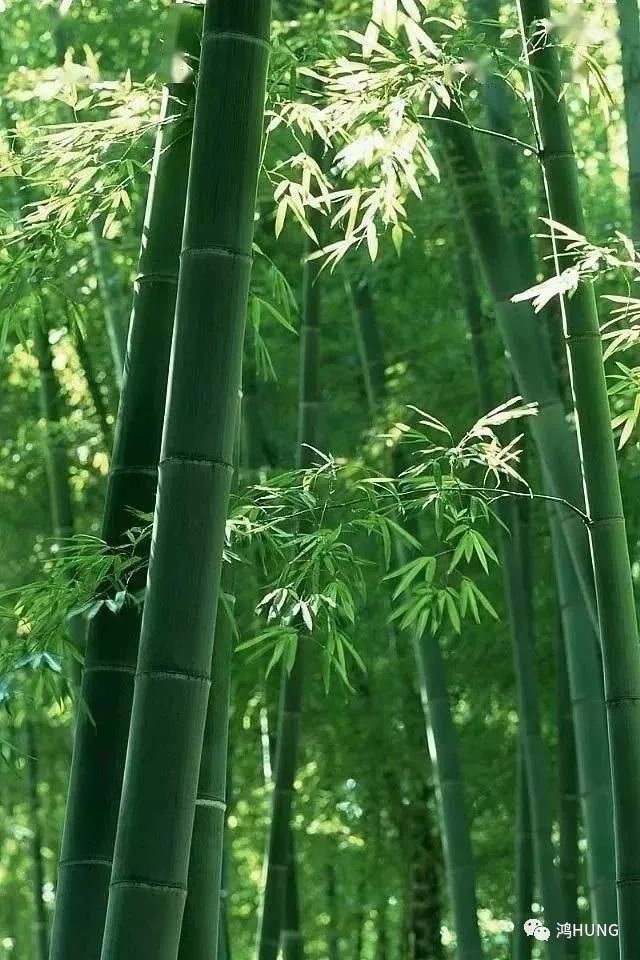 竹子i 叹息聊自思,此生岂我情