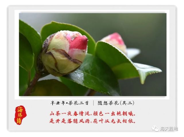 美图61诗歌遇见红茶花