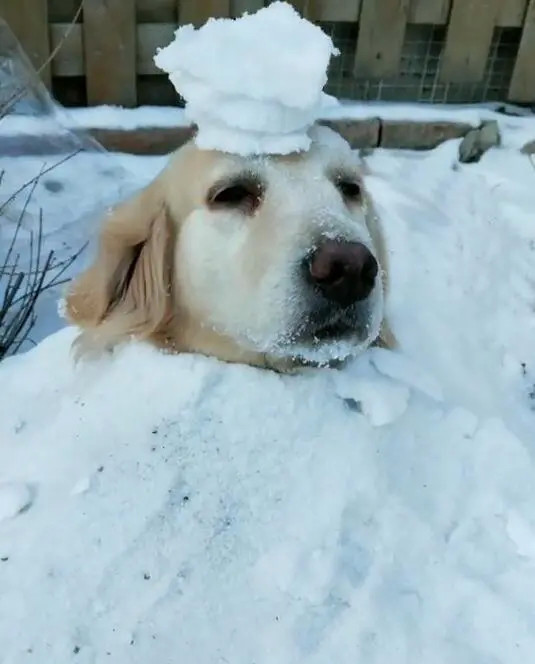 派派:堆雪狗