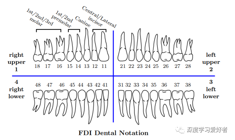 一种全自动的牙齿cbct三维个体识别和分割方法