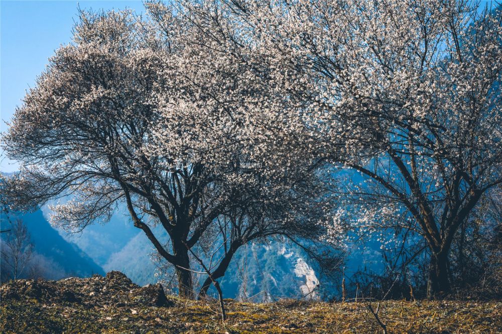 花开绵阳丨平武群山深处,竟藏着一个罕见的"世外"古梅林!