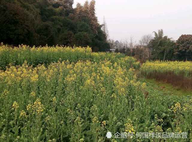 春天的乡村油菜花自然风景图片,油菜花自然风光图片8张壁纸拍摄