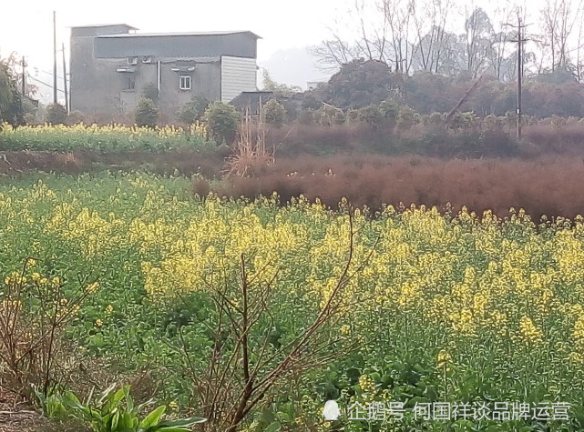 春天的乡村油菜花自然风景图片,油菜花自然风光图片8张壁纸拍摄