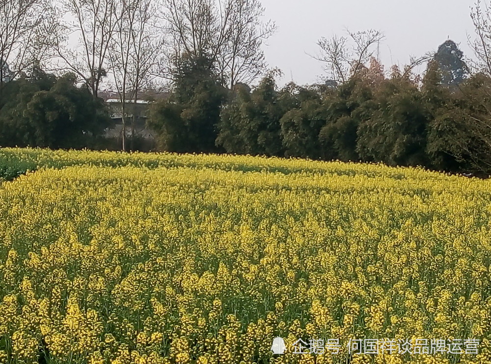 春天的乡村油菜花自然风景图片,油菜花自然风光图片8张壁纸拍摄