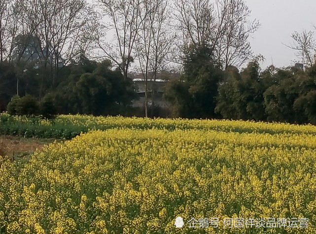 春天的乡村油菜花自然风景图片,油菜花自然风光图片8张壁纸拍摄