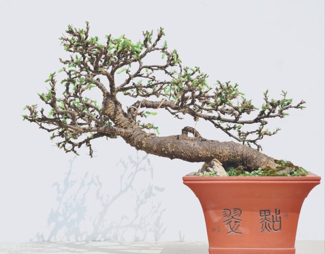 盆景拿弯常用的这7种技法,不但实用,而且一学就会,快来试试