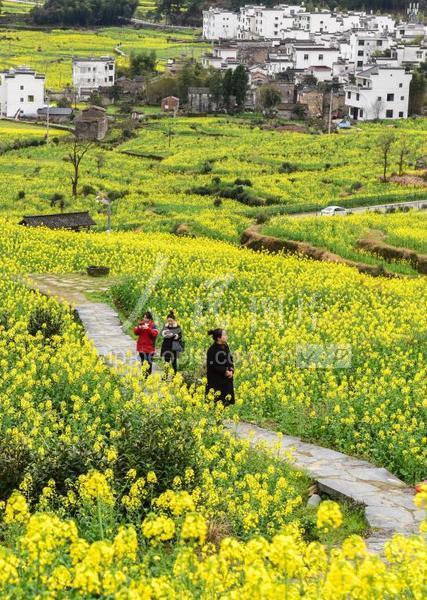 江西婺源:油菜花开 游客纷至沓来