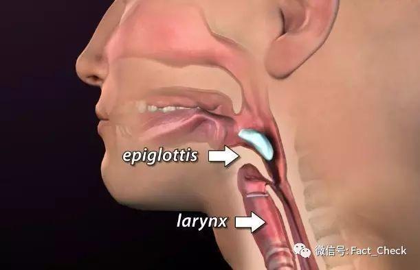 会厌(epiglottis)位置示意图,在吞咽食物,喝水,会厌自动关闭,避免