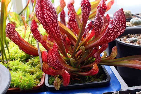 瓶子草的基本资料