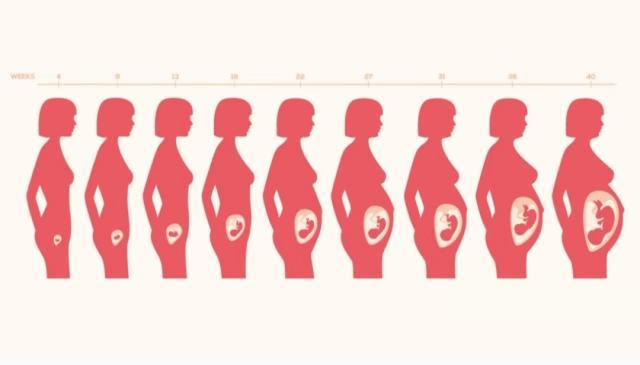 五张图揭秘从怀孕到分娩,子宫变化的全过程,看完真心疼女性