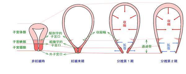 五张图揭秘从怀孕到分娩,子宫变化的全过程,看完真心疼女性