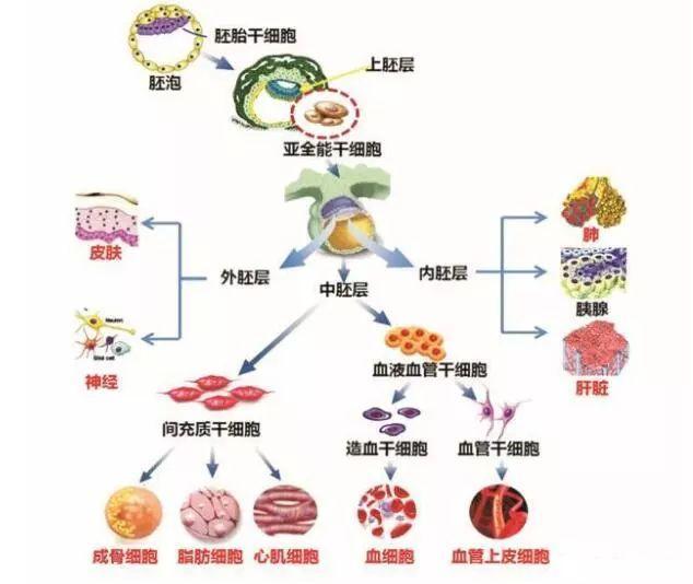 科普干细胞与衰老