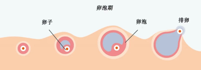 卵泡真实形状和