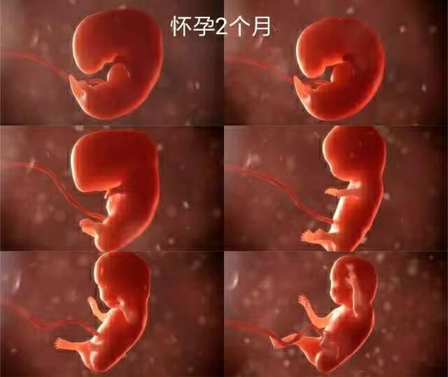这十张图告诉你,怀孕10个月,每月胎儿发育情况与孕妇的身体变化