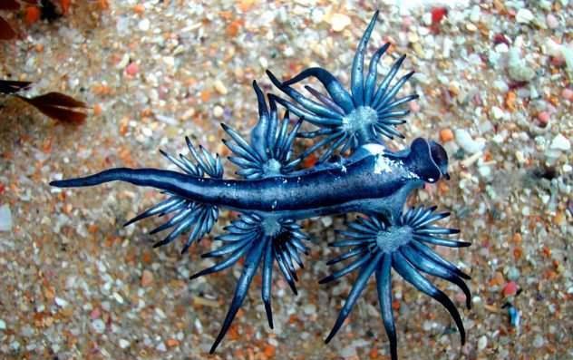 世界上10种神奇的海洋生物