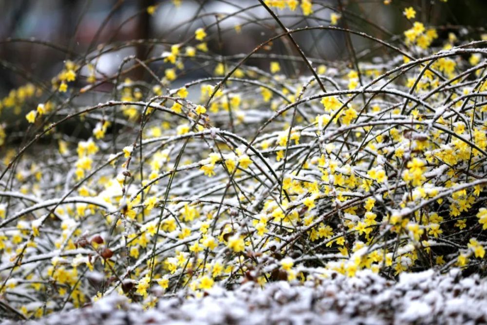 【美图】春雪压枝头 衡水迎来牛年第一场雪