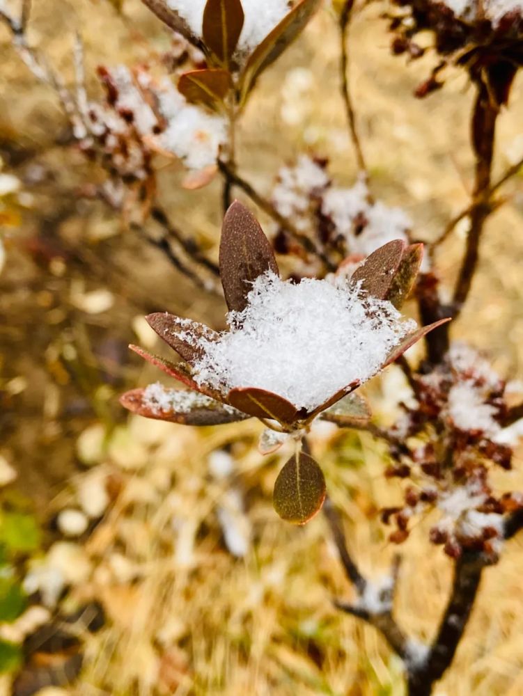 【美图】春雪压枝头 衡水迎来牛年第一场雪