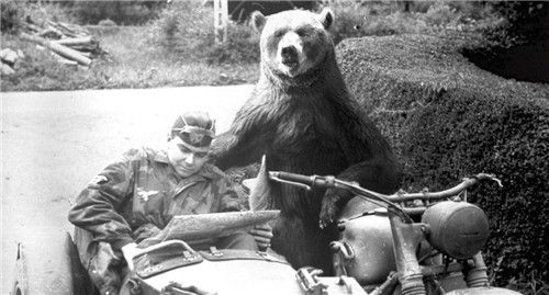 二战中的"熊"下士:虽然我抽烟喝酒搬炮弹,但我是一只好熊