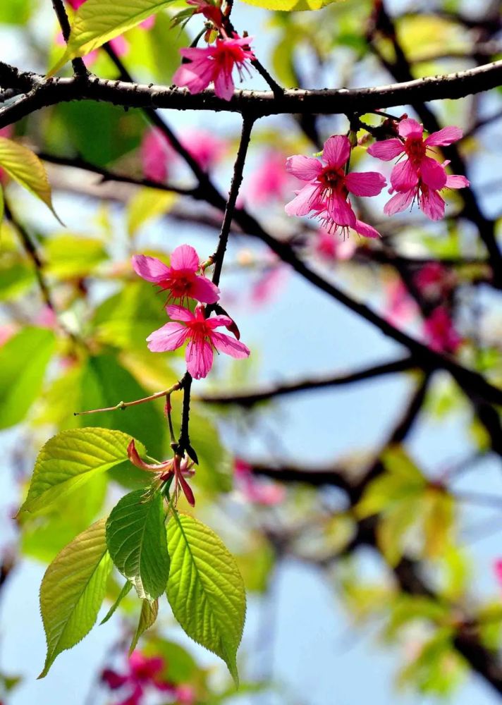 绿树暖阳,百花争艳,春日方好,十首春日诗词,带你欣赏