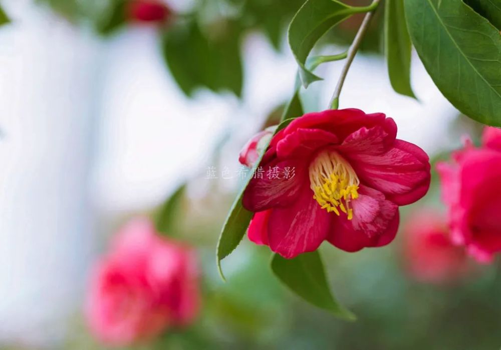 2021年2月,我拍摄的花花照片,梅花最香,玉兰花最难拍