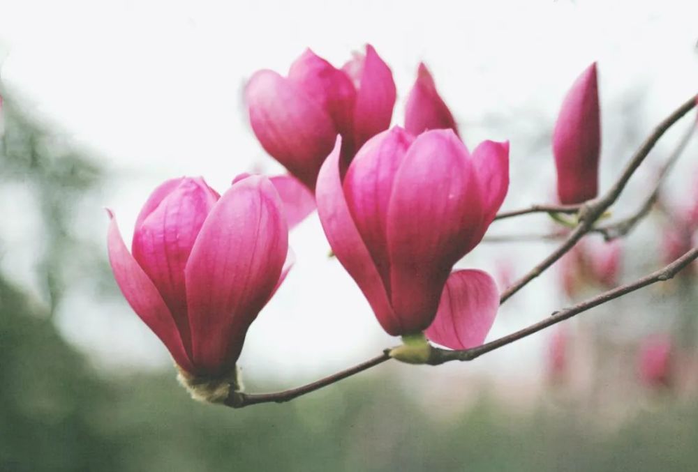 2021年2月,我拍摄的花花照片,梅花最香,玉兰花最难拍