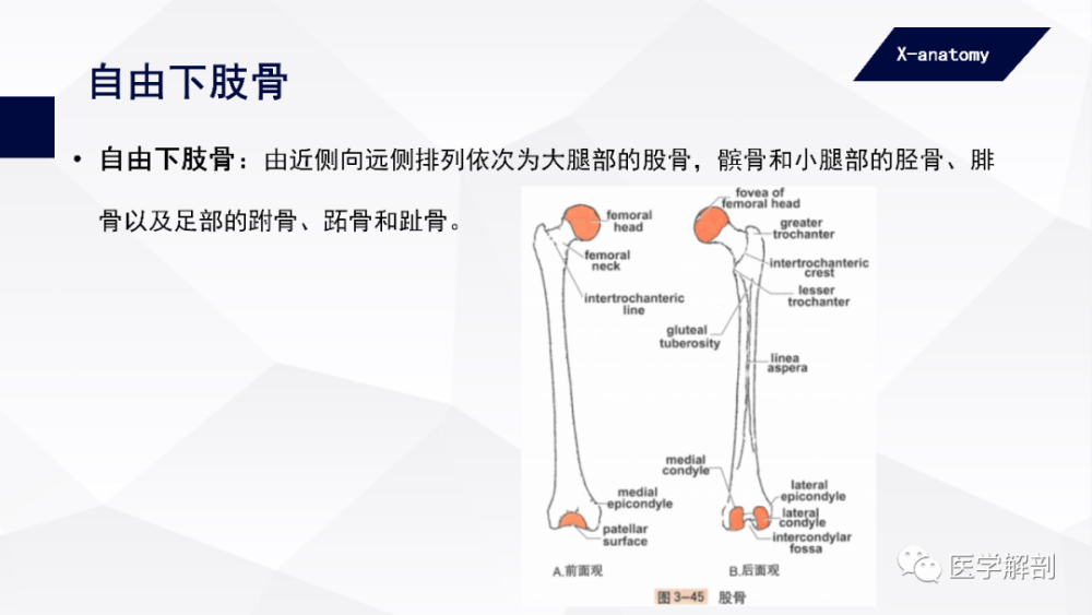 人体解剖学附肢骨及其连结下肢骨