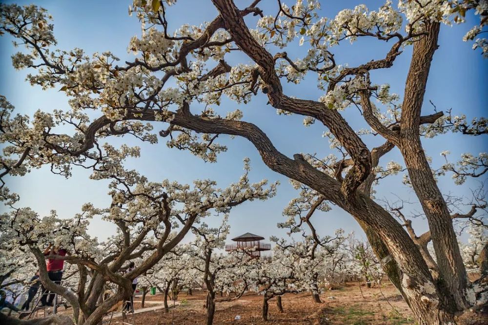 香雪似海的壮美,还是到县城西部从董河下到西南温这一片大宋梨园观赏