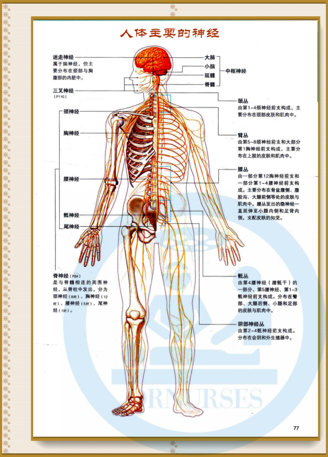 【解剖】人体主要的神经
