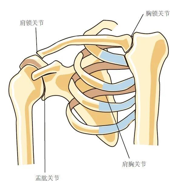 疼痛解剖学|肩关节的功能解剖