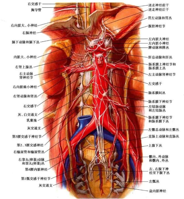 交感神经—腰部解剖简介