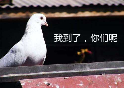 现在终于知道为啥爽约叫放鸽子,信鸽:我也不容易