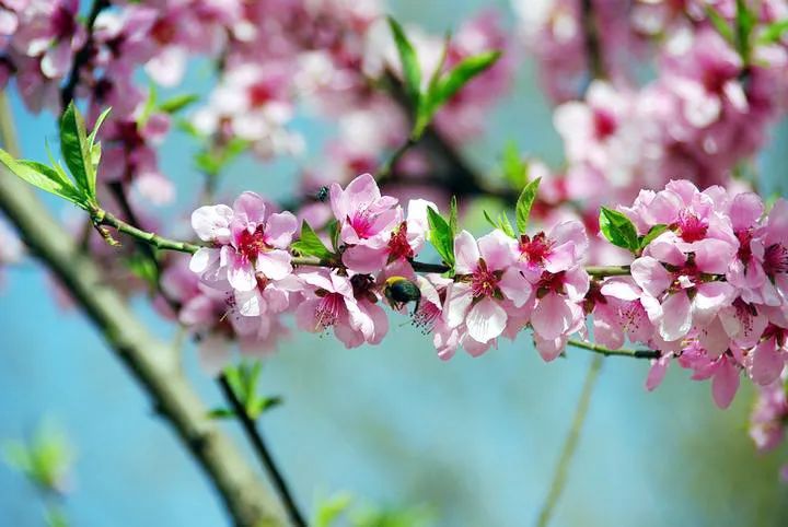 送你三月的风,祝你春风得意