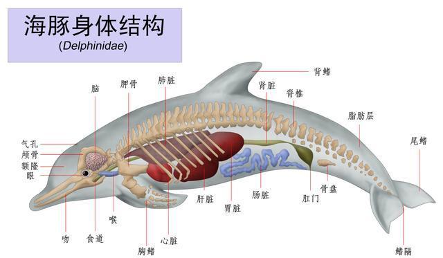 海豚怎么交配的?科学家:很变态,它们演化出了人类的特征