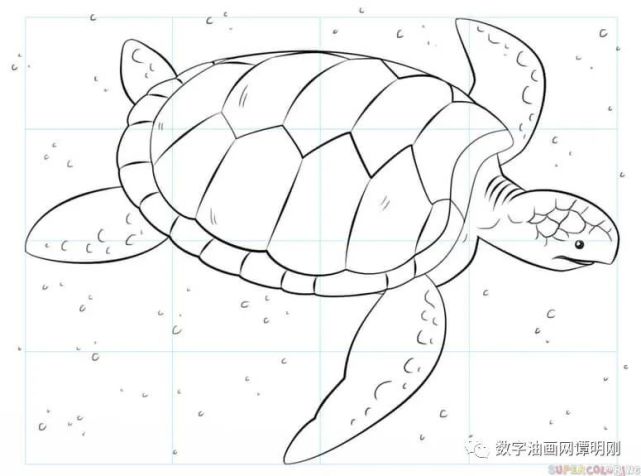 如何画海龟,教美术如何画动物