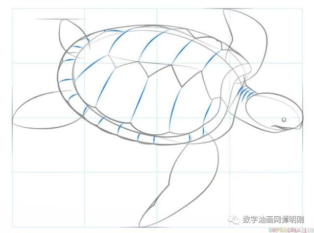 如何画海龟,教美术如何画动物