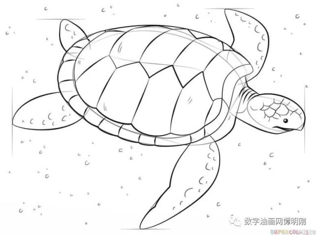 如何画海龟,教美术如何画动物