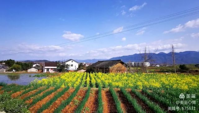 汉中油菜花节 西乡主会场之高土坝