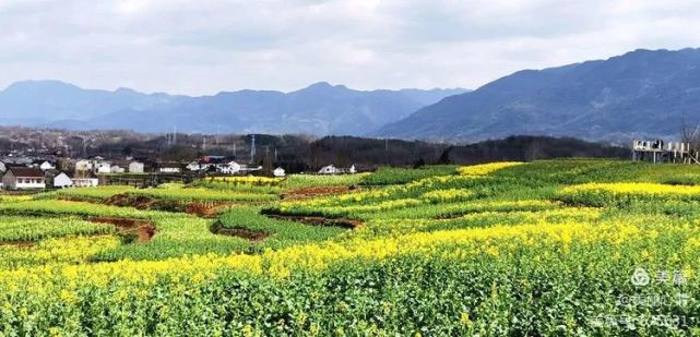 汉中油菜花节 西乡主会场之高土坝