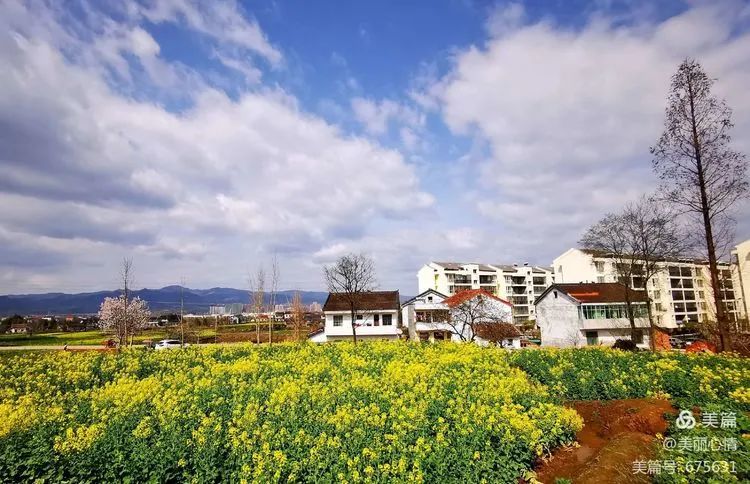 汉中油菜花节 西乡主会场之高土坝