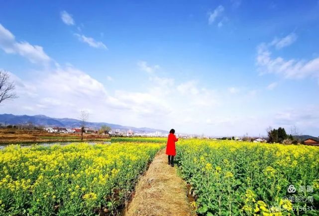 汉中油菜花节 西乡主会场之高土坝