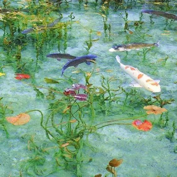 日本锦鲤莫奈池塘:清澈的湖水如梦恬淡幽静,被誉为"梦幻池塘"
